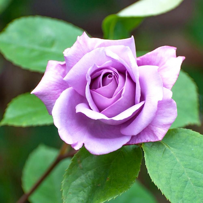 'Twice In A Blue Moon' Hybrid Tea Potted Rose - 20cm Pot Pre-order For December