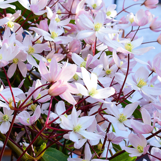 'Apple Blossom' Clematis Armandii Flowering Evergreen Perennial Plant 100cm