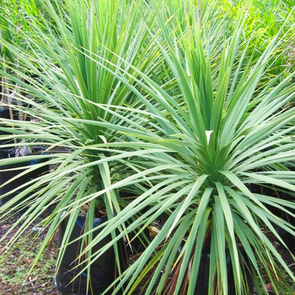 Cordyline Australis Green Evergreen - 20cm Pot 1m to 1.2m