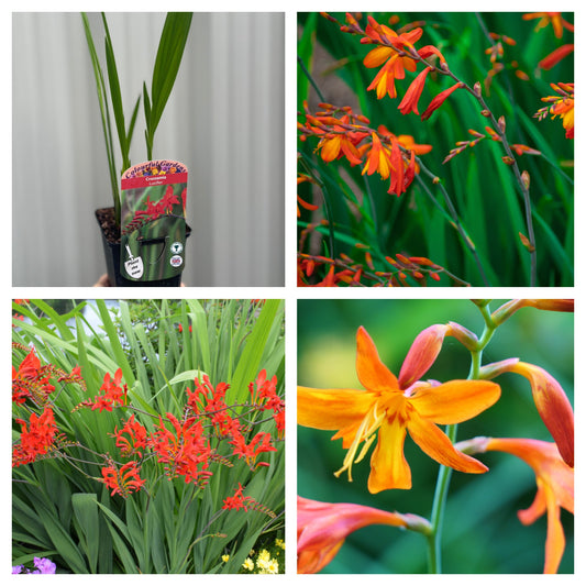 3 Pack Crocosmia Flowering Perennials Plant - 9cm Pot