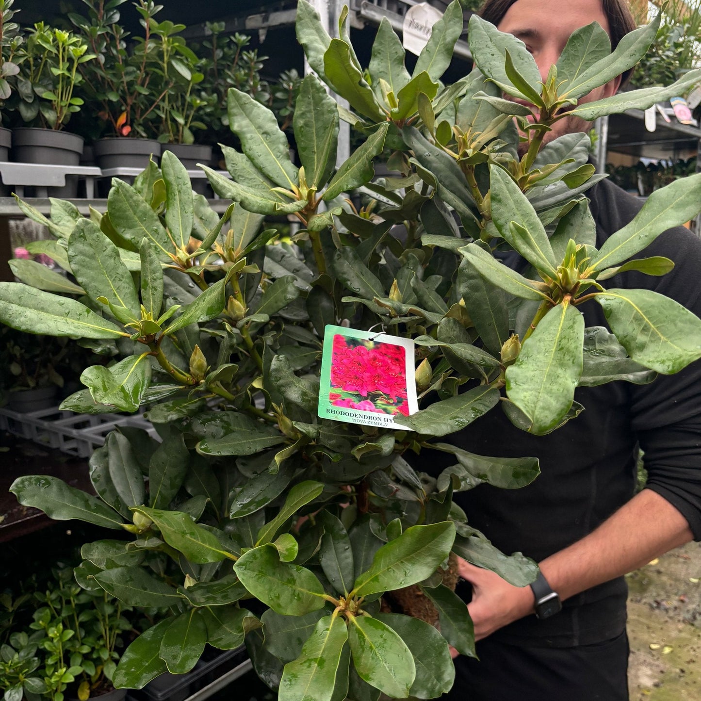 'Nova Zembla' Rhododendron Flowering Evergreen Shrub Plant - 17cm Pot