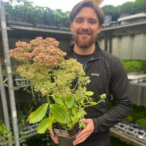 'Herbstfreude / Autumn Joy' Sedum Flowering Perennial Plant - 17cm Pot