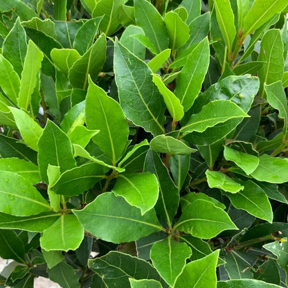 'Bay' Laurus Nobilis Hedging Evergreen Shrub Plant - 10.5cm Pot