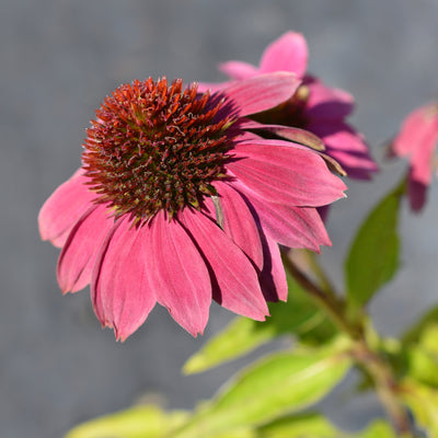 'Coneflower' Echinacea Purpurea Flowering Perennial Plant - 9cm Pot