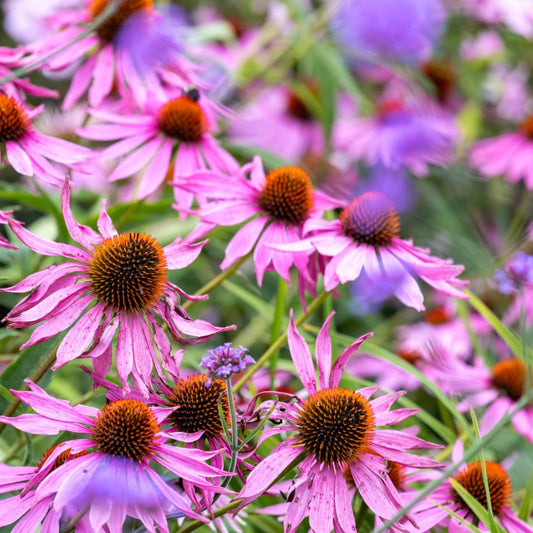 3 Pack Echinacea Purpurea Herbaceous Deciduous Perennial Plant - 9cm Pot