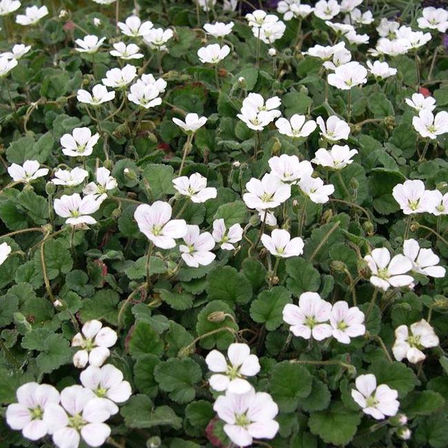 'White Cranesbill / Album' Erodium Reichardii Flowering Perennial Plant - 9cm Pot