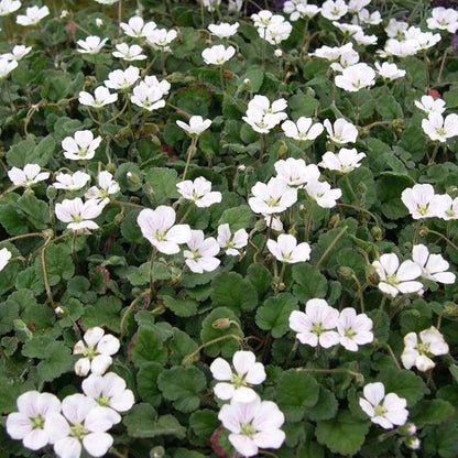 'White Cranesbill / Album' Erodium Reichardii Flowering Perennial Plant - 9cm Pot