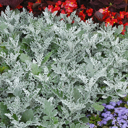 Pack Of 3 'Silver Dust' Cineraria Flowering Bedding Plants - 9cm Pot