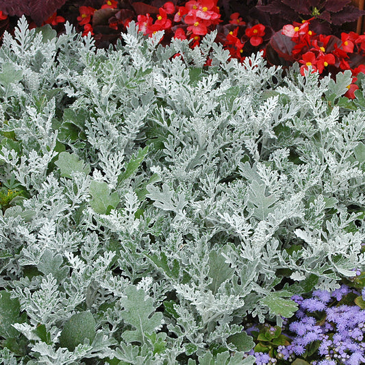 Pack Of 3 'Silver Dust' Cineraria Flowering Bedding Plants - 9cm Pot