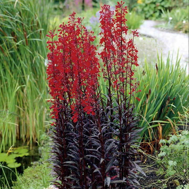 'Queen Victoria' Lobelia Cardinalis Herbaceous Perennial - 9cm Pot