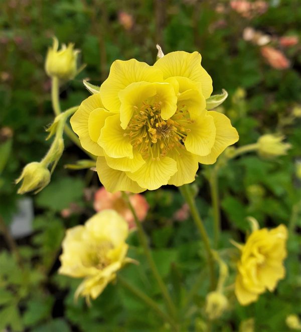 'Banana Daiquiri' Geum Flowering Herbaceous Perennial Plant - 17cm Pot