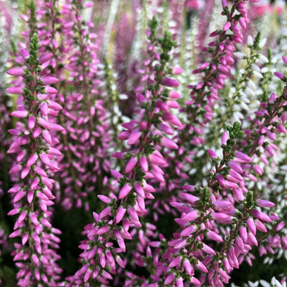 Calluna Heather Pink Flowering Shrub Plant - 9cm Pot