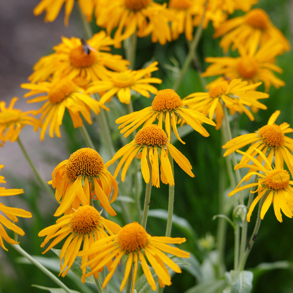 'Hoopesii' Helenium Flowering Perennial Plant - 9cm Pot