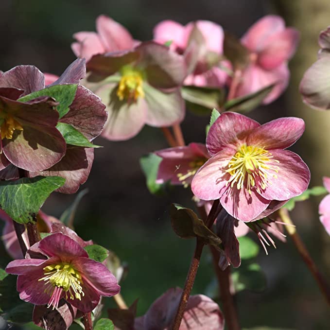 Mixed Pack Of 3 Helleborus Orientalis Autumn To Spring Flowering Plant - 9cm Pot