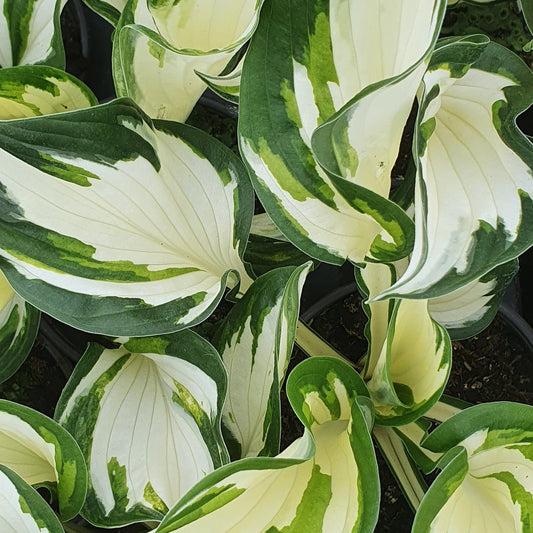 'Fire and Ice' Hosta Variegated Perennial Plant - 9cm Pot