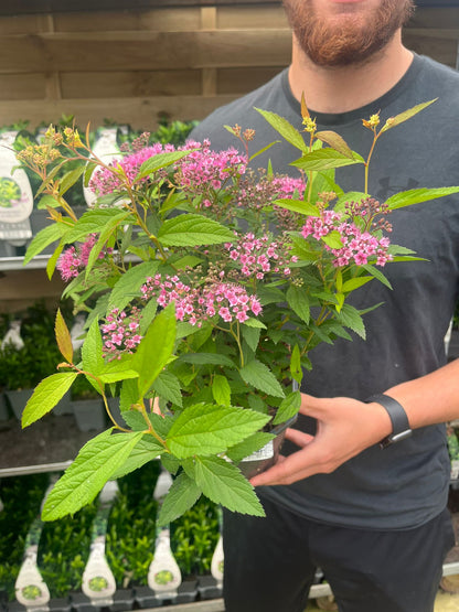 'Anthony Waterer' Spiraea Japonica Flowering Deciduous  Shrub Plant - 17cm Pot