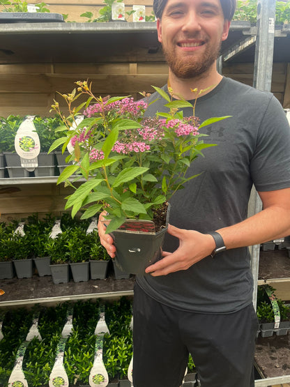 'Anthony Waterer' Spiraea Japonica Flowering Deciduous  Shrub Plant - 17cm Pot