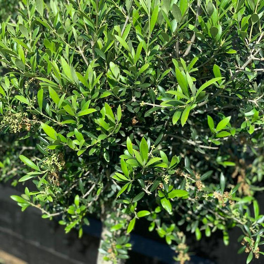 Established Olive Ball Olea Europeana Evergreen Shrub Plant - 52cm pot