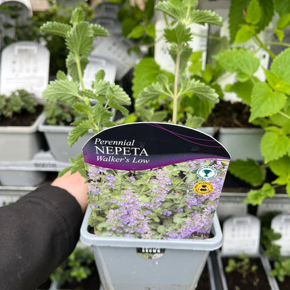 'Walker’s Low' Nepeta Flowering Perennial Plant - 9cm Pot