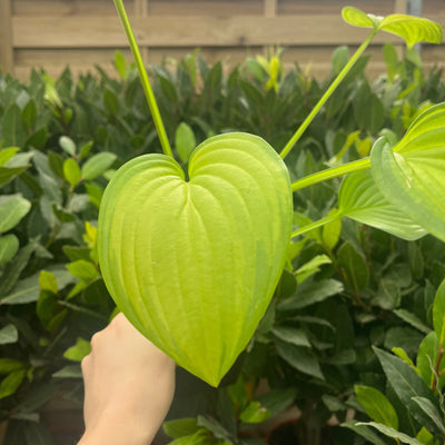 Hosta 'Fragrant Bouquet' Spring Flowering Herbaceous Perennials Plant - 9cm Pot