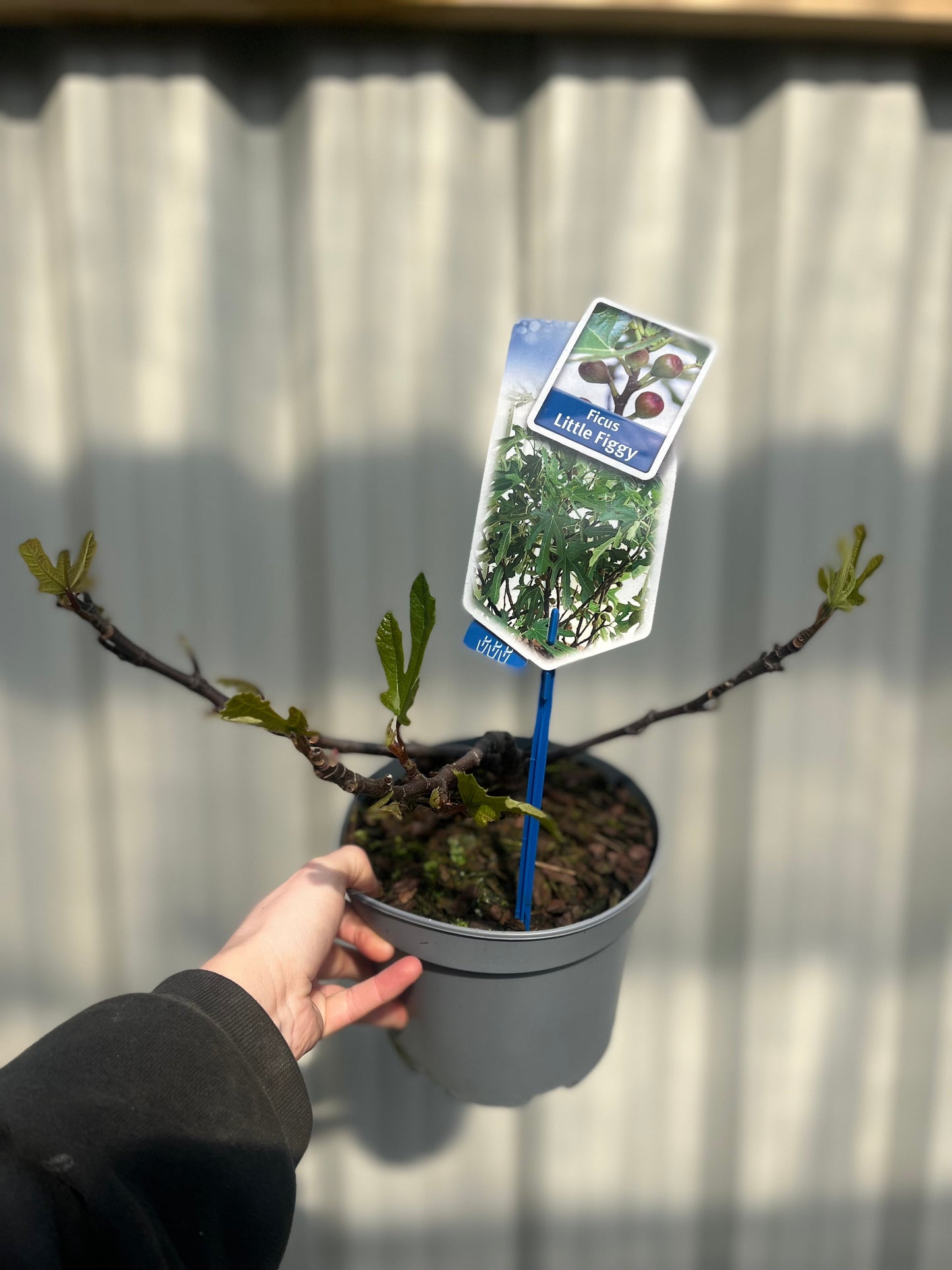 'Little Miss Figgy' Ficus Carica Dwarf Deciduous Plant - 17cm Pot