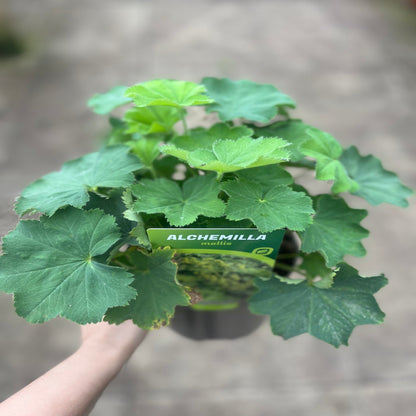 'Lady's Mantle' Alchemilla Mollis Flowering Perennial Plant - 17cm Pot