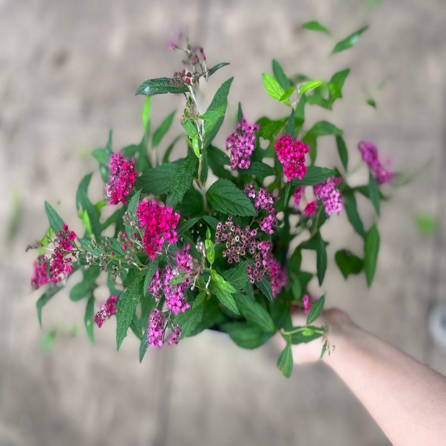 'Anthony Waterer' Spiraea Japonica Flowering Deciduous  Shrub Plant - 17cm Pot