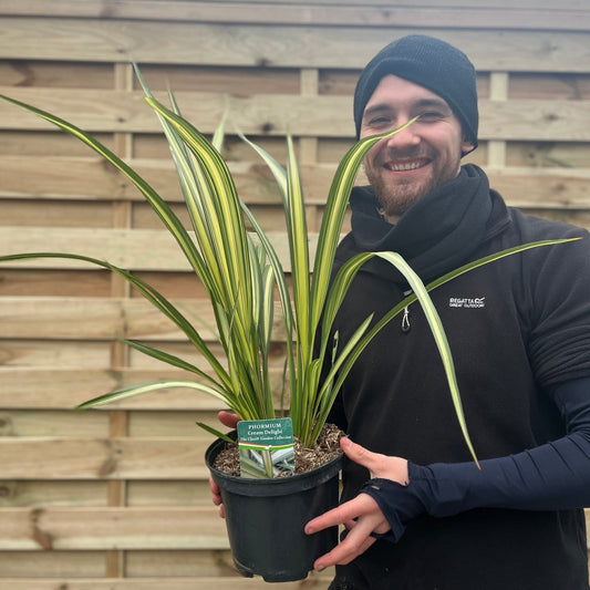 'Cream Delight' Phormium Evergreen Shrub Plant - 19cm Pot 60-70cm