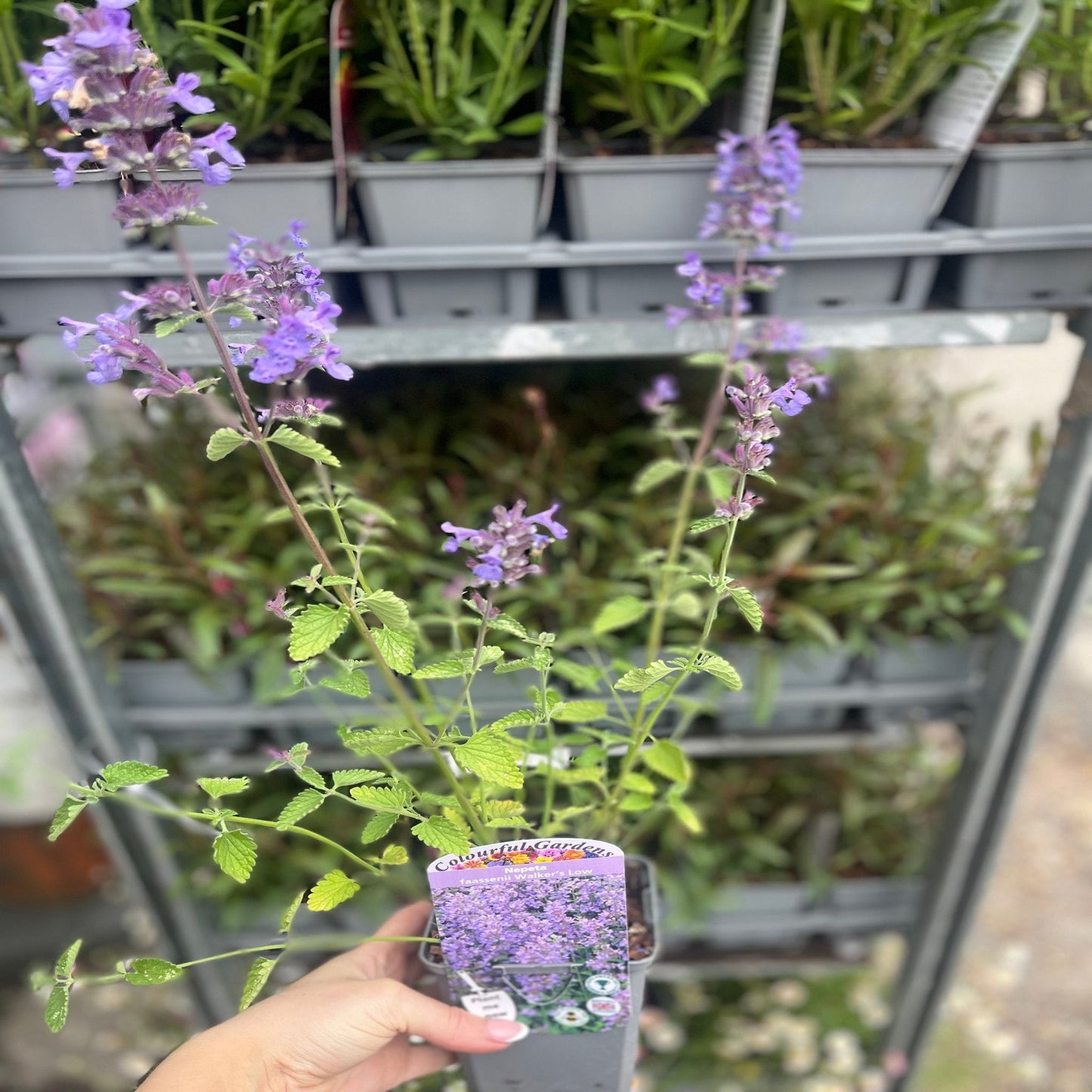 'Walker’s Low' Nepeta Flowering Perennial Plant - 9cm Pot