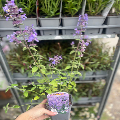 'Walker’s Low' Nepeta Flowering Perennial Plant - 9cm Pot