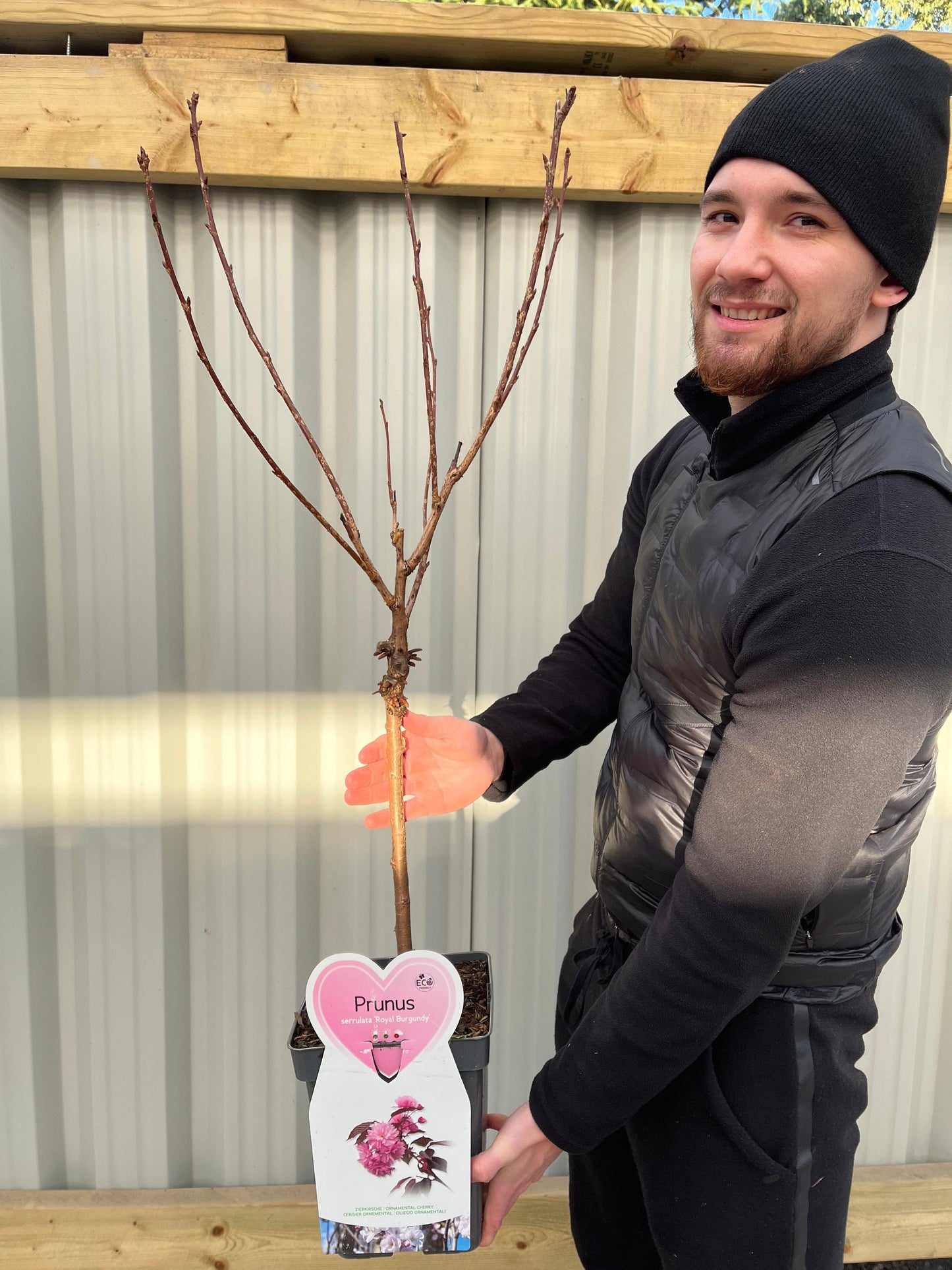 'Cherry Blossom Dwarf' Ornamental Flowering Tree  - Prunus Serrulata 'Royal Burgundy' 1m - 20cm Pot