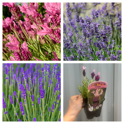 3 Pack of Mixed 'Lavender' Lavandula Angustifolia Deciduous Shrub Plant - 9cm Pot