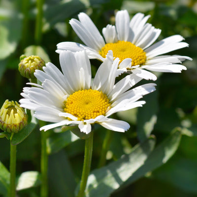 'Western Star Taurus' Leucanthemum Flowering Perennial Plant - 14cm Pot