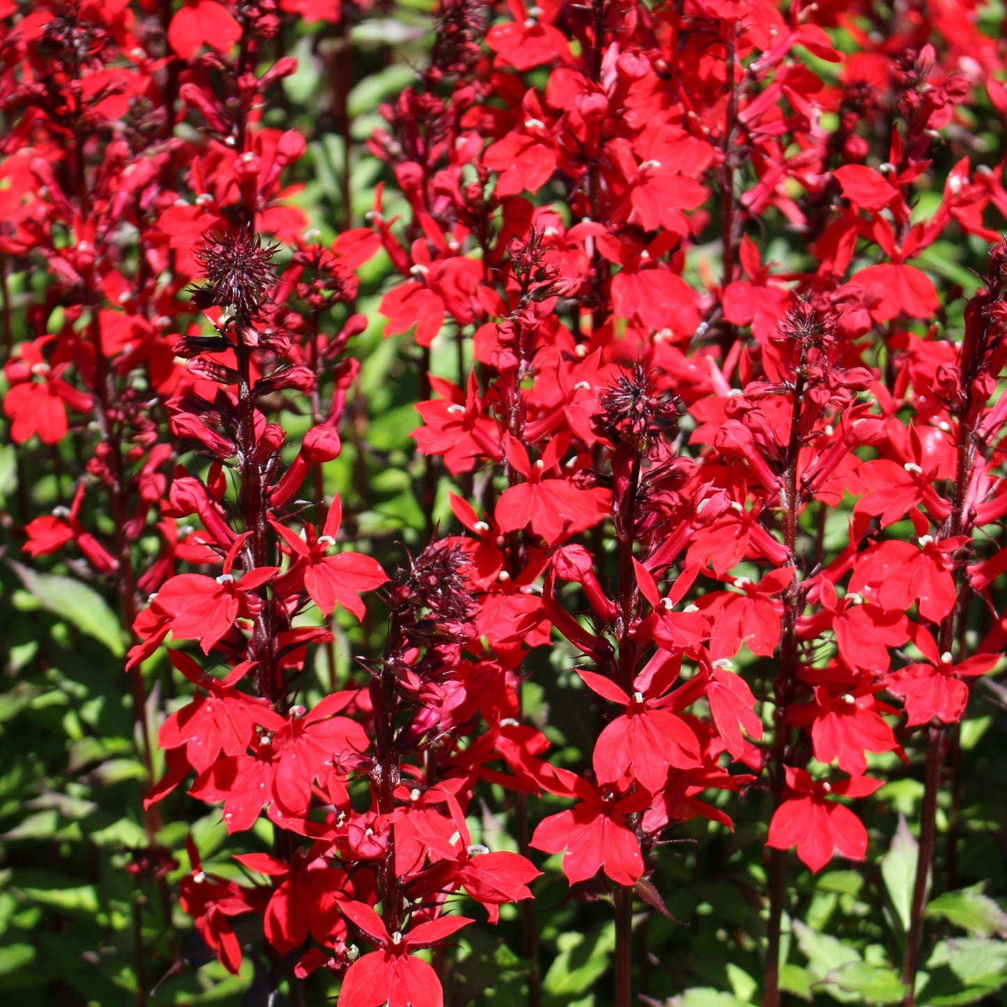 'Queen Victoria' Lobelia Cardinalis Herbaceous Perennial - 9cm Pot