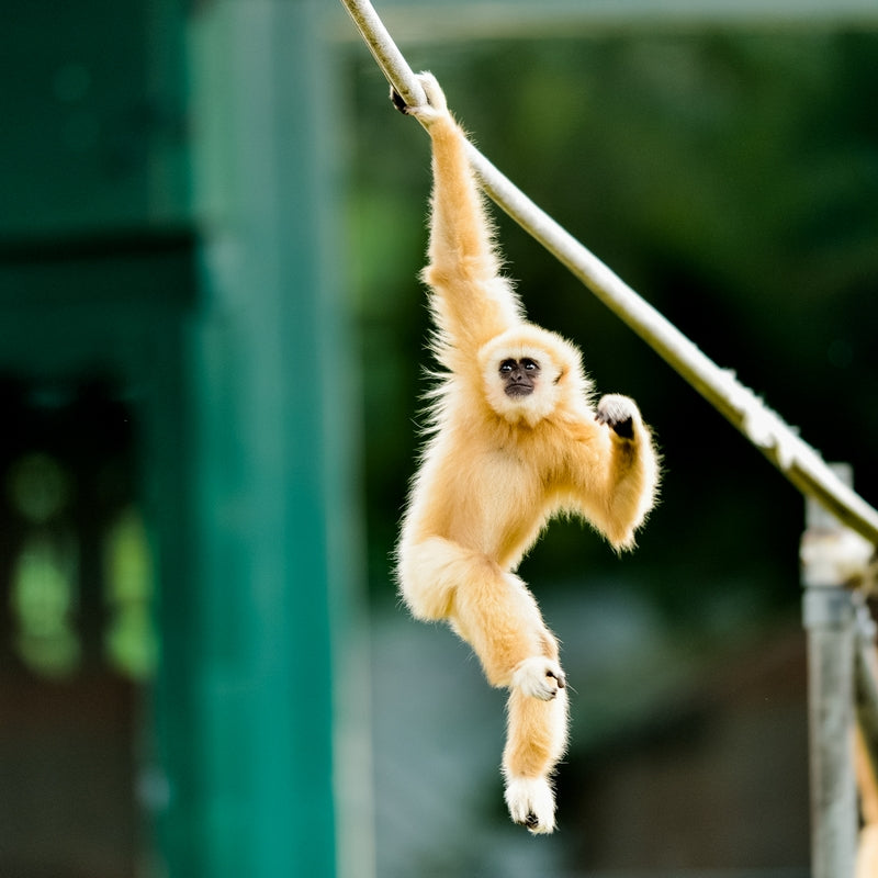 Family Entrance to Dudley Zoological Gardens - Gift Experience