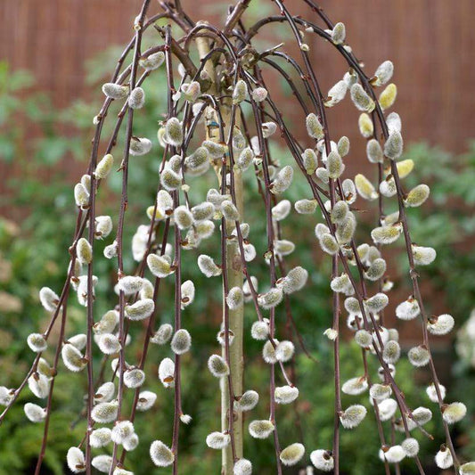 'Kilmarnock' Salix Weeping Willow Standard Flowering Dwarf Tree - 19cm Pot 90-100cm