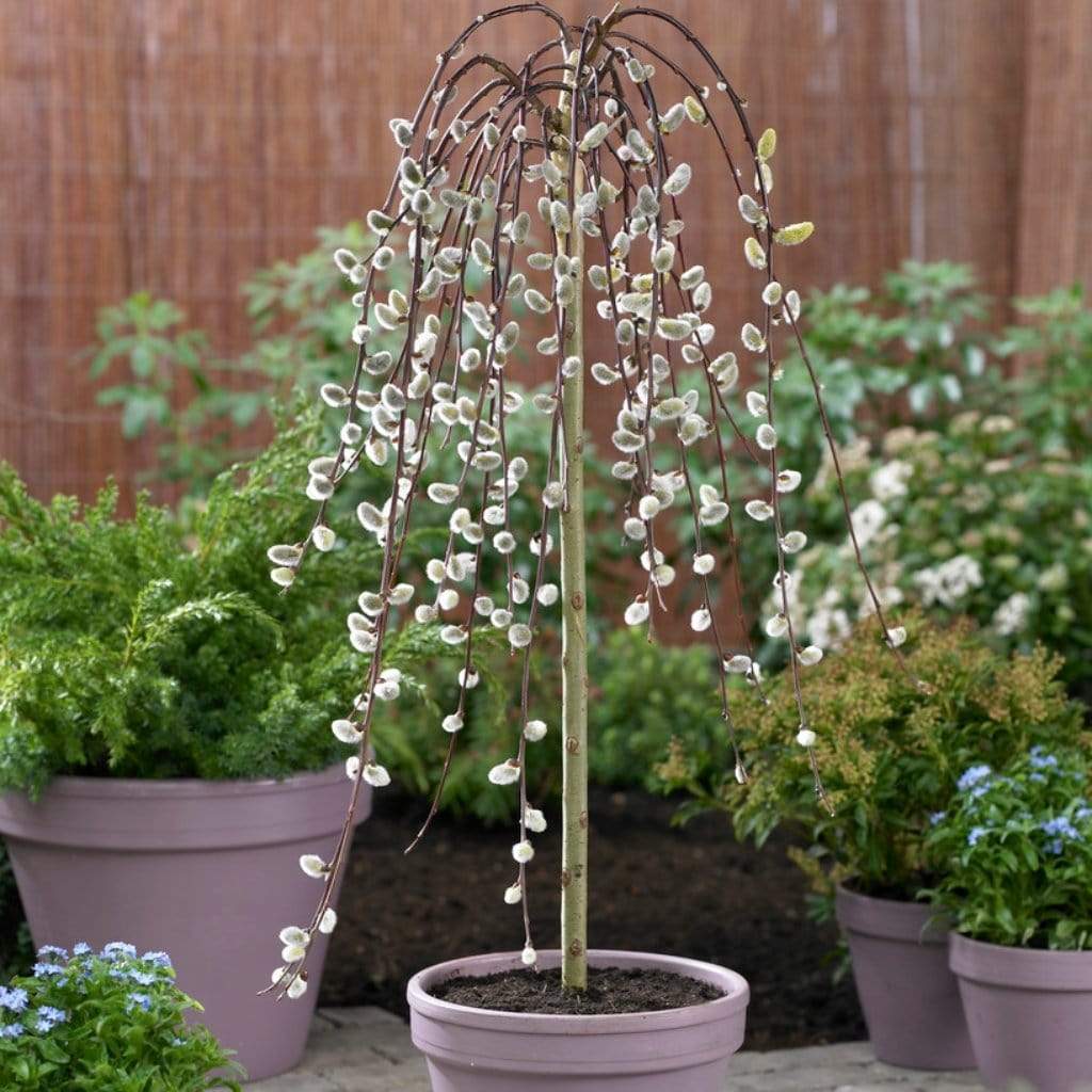 'Kilmarnock' Salix Weeping Willow Standard Flowering Dwarf Tree - 19cm Pot 90-100cm