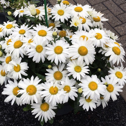 'Western Star Taurus' Leucanthemum Flowering Perennial Plant - 14cm Pot