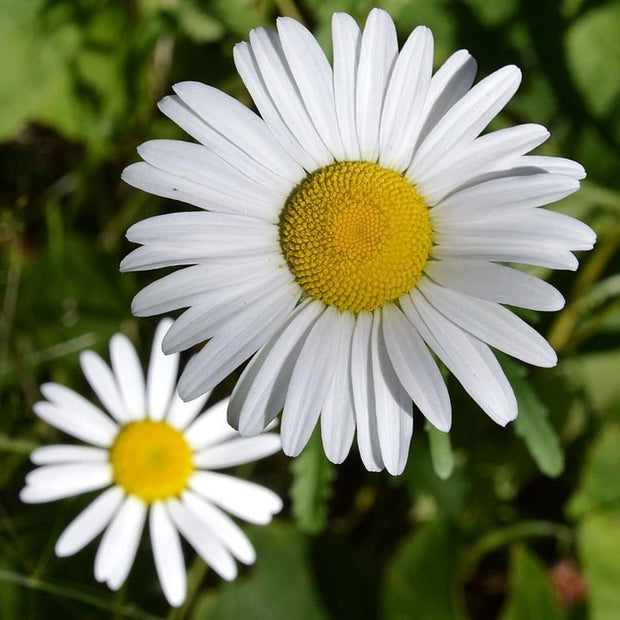 'Western Star Taurus' Leucanthemum Flowering Perennial Plant - 14cm Pot