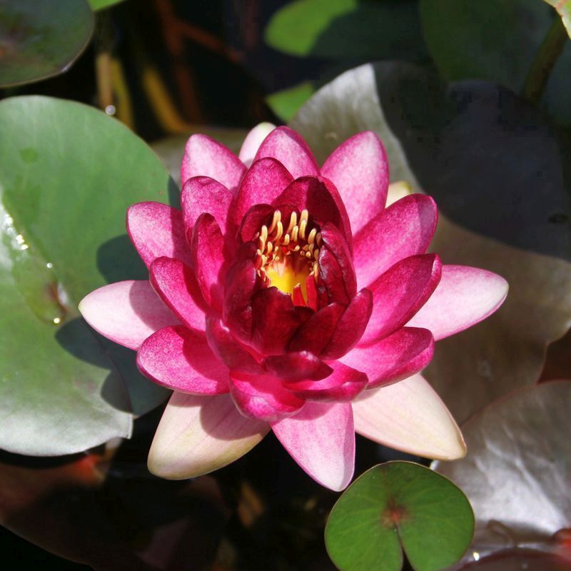 Anglo Aquatics Nymphaea Almost Black 30 Litre