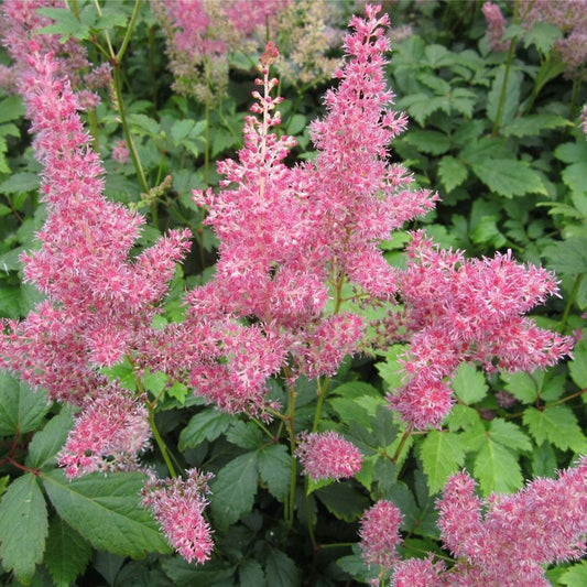 Anglo Aquatics Astilbe Pink 1 Litre