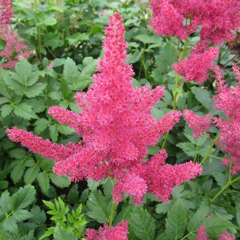 Anglo Aquatics Astilbe Red 1 Litre