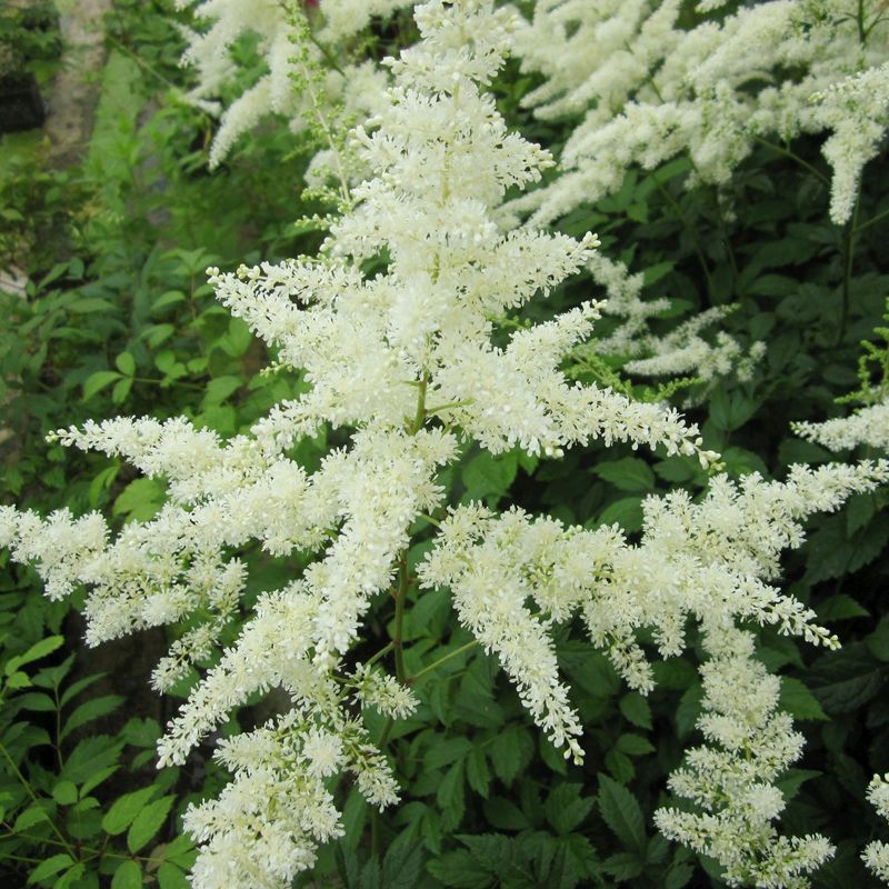 Anglo Aquatics Astilbe White 1 Litre 3 Pack