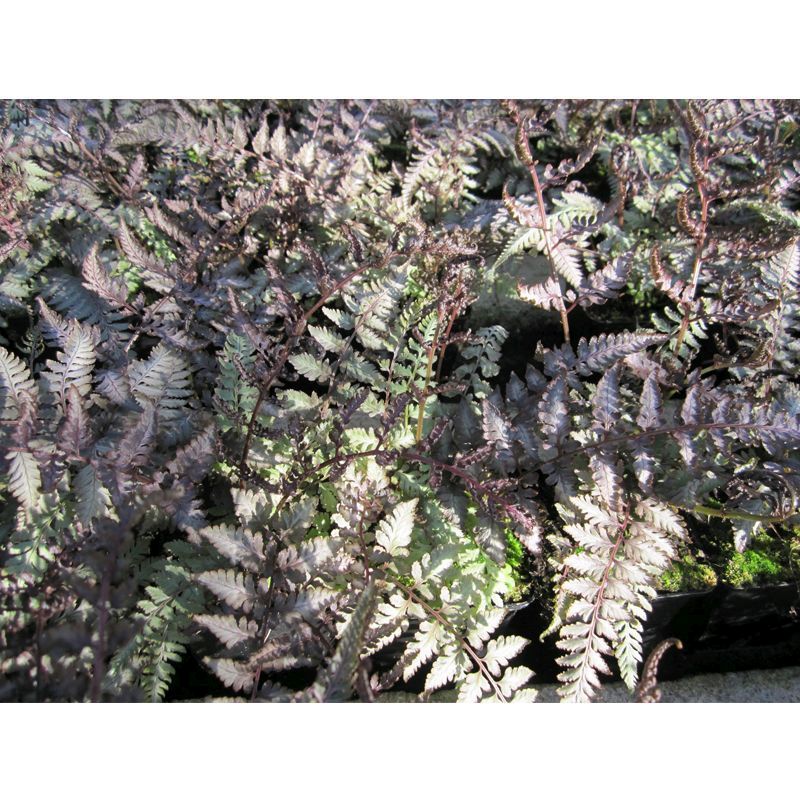 Anglo Aquatics Athyrium Niponicum Metallicum 9cm 3 Pack