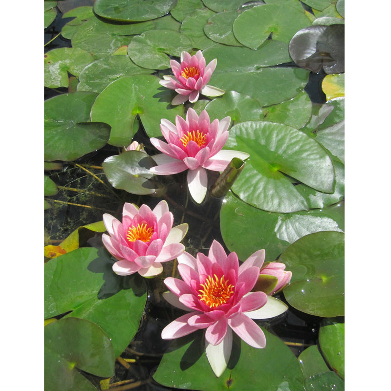 Anglo Aquatics Nymphaea Attraction 3 Litre