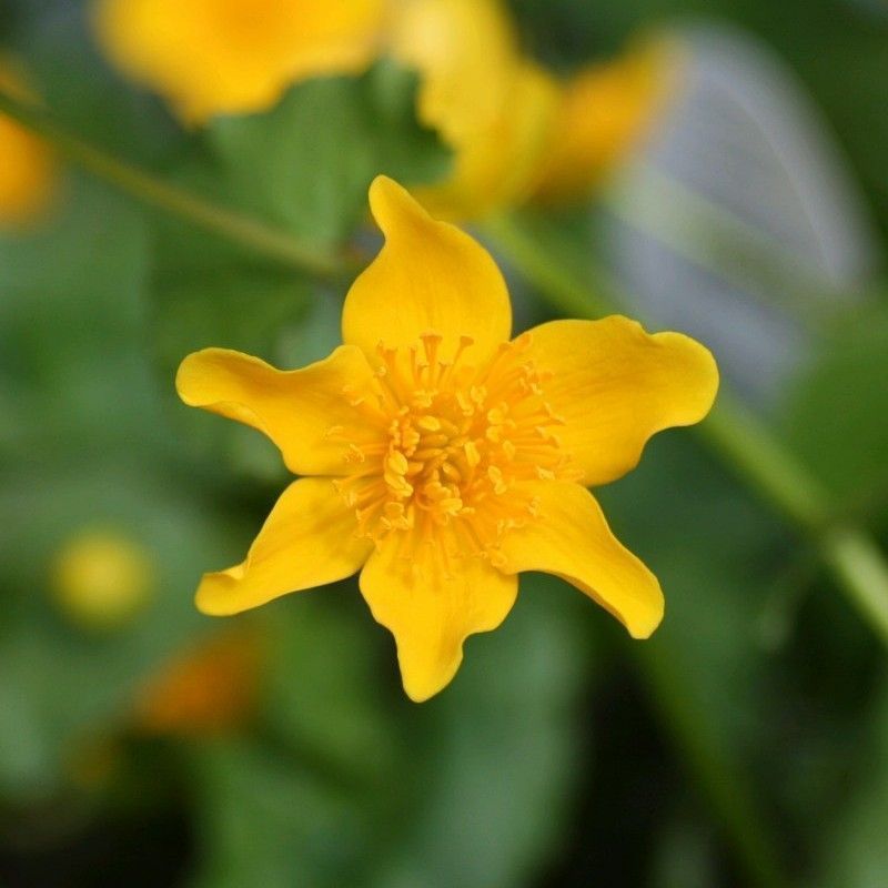 Anglo Aquatics Caltha Palustris 3 Litre