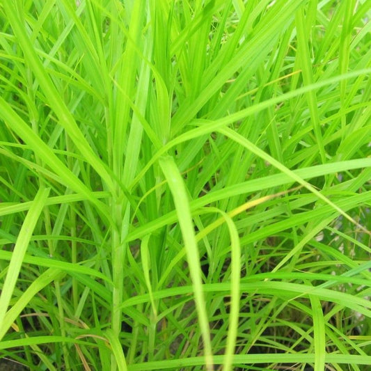 Anglo Aquatics Carex Muskingumensis 9cm 3 Pack