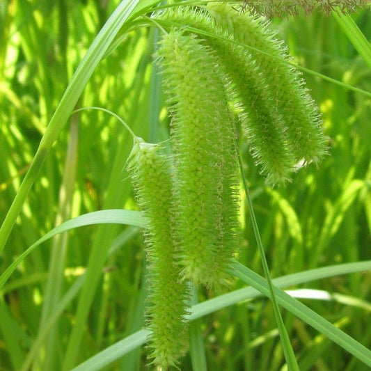 Anglo Aquatics Carex Pseudocyperus 3 Pack