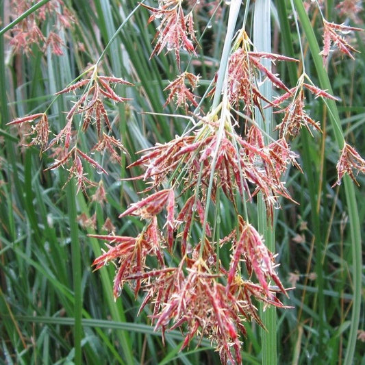 Anglo Aquatics Cyperus Longus 3 Litre