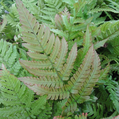 Anglo Aquatics Dryopteris Erythrosora 9cm 3 Pack